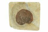 Fossil Leaf (Zizyphoides) - Montana #270987-1